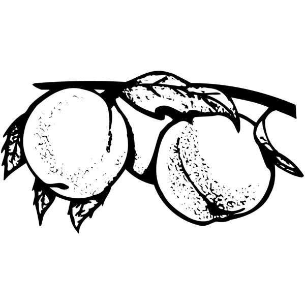 FRUIT031 Thumbnail